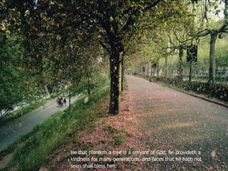 He that planteth a tree is a servant of God, he provideth a kindness for many generations, and faces that he hath not seen shall bless him.  