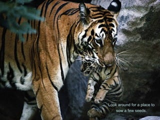 Look around for a place to
sow a few seeds.
 