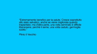 “Estremamente benefico per la salute. Cresce soprattutto
allo stato selvatico, anche se viene migliorata quando
trapiantato; ma d'altra parte, una volta seminato è difficile
liberarsene, perché il seme, una volta caduto, germoglia
subito.”
Plinio il Vecchio
 