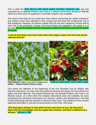 This is what the Holy Qur’an told about plants fourteen centuries ago and was
conveyed by an illiterate Prophet who lived in a desert environment among an illiterate
nation at a time when no equipment of scientific research was available.
The Verse of the Holy Qur’an could have done without mentioning the “green substance”
and nobody would have objected to that, except one that knew the fundamental role of
that substance. However, its mention implies that the one who mentions it knows well its
main role in the production of grain, fruit and all trees and vegetation. How great it is of
the Holy Qur’an to mention the truth and guide people on the road to find out the secret,
by saying:
“Look at (and think over) their fruits when they begin to bear fruit and (look at) the
ripeness thereof.”
Chloroplasts visible in the cells of Plagiomnium “Look at (and think over) their fruits
affine — Many-fruited Thyme-moss
God draws the attention to the beginning of the fruit formation and its relation with
ripeness whereupon no more fruits are produced because the leaves of some plants turn
yellow and their cells die. The prophet Muhammad, the illiterate Prophet, who lived in an
illiterate culture, at a time when the simplest instruments were not available, let alone
possessing the advanced instruments and research centers and laboratories in the field
of plant physiology that are required to discover these facts. The existence of this precise
botanical information in the Qur’an proves that it is from God, Who says:
“But God bears witness to that which He has sent down to you. He has sent it
down with His Knowledge, and the angels bear witness, and God is sufficient as a
witness.” (Quran 4: 166)
 
