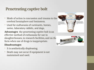 Penetrating captive bolt
• Mode of action is concussion and trauma to the
cerebral hemisphere and brainstem.
• Used for euthanasia of ruminants, horses,
swine, laboratory rabbits, and dogs.
Advantages the penetrating captive bolt is an
effective method of euthanasia for use in
slaughterhouses, in research facilities, and on the
farm when use of drugs is inappropriate.
Disadvantages
• It is aesthetically displeasing.
• Death may not occur if equipment is not
maintained and used.
 