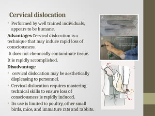 Cervical dislocation
• Performed by well trained individuals,
appears to be humane.
Advantages Cervical dislocation is a
technique that may induce rapid loss of
consciousness.
It does not chemically contaminate tissue.
It is rapidly accomplished.
Disadvantage
• cervical dislocation may be aesthetically
displeasing to personnel.
• Cervical dislocation requires mastering
technical skills to ensure loss of
consciousness is rapidly induced.
• Its use is limited to poultry, other small
birds, mice, and immature rats and rabbits.
 