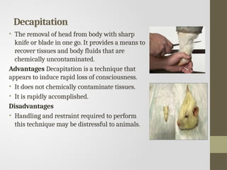 Decapitation
• The removal of head from body with sharp
knife or blade in one go. It provides a means to
recover tissues and body fluids that are
chemically uncontaminated.
Advantages Decapitation is a technique that
appears to induce rapid loss of consciousness.
• It does not chemically contaminate tissues.
• It is rapidly accomplished.
Disadvantages
• Handling and restraint required to perform
this technique may be distressful to animals.
 