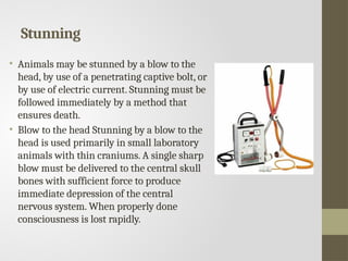 Stunning
• Animals may be stunned by a blow to the
head, by use of a penetrating captive bolt, or
by use of electric current. Stunning must be
followed immediately by a method that
ensures death.
• Blow to the head Stunning by a blow to the
head is used primarily in small laboratory
animals with thin craniums. A single sharp
blow must be delivered to the central skull
bones with sufficient force to produce
immediate depression of the central
nervous system. When properly done
consciousness is lost rapidly.
 