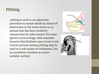 Pithing
• pithing is used as an adjunctive
procedure to ensure death by means of
destruction to the brain tissue in an
animal that has been rendered
unconscious by other means. For some
species, such as frogs, with anatomic
features that facilitate easy access to the
central nervous system, pithing may be
used as a sole means of euthanasia, but
an anesthetic overdose is a more
suitable method.
 