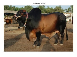 DESI MUNDA