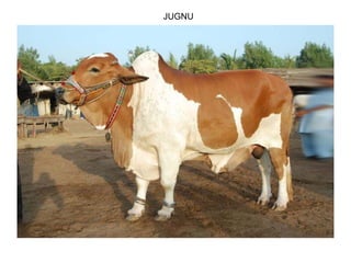 JUGNU