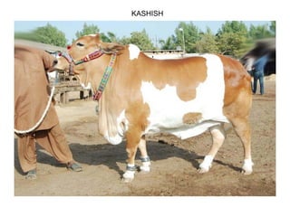 KASHISH