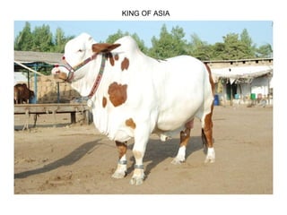 KING OF ASIA