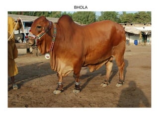 BHOLA