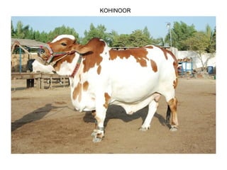 KOHINOOR