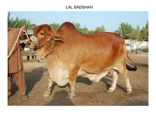 LAL BADSHAH