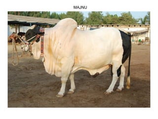 MAJNU