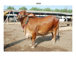 RANI