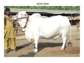 ROOP RANI