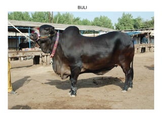 BIJLI