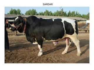 SARDAR