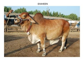 SHAHEEN