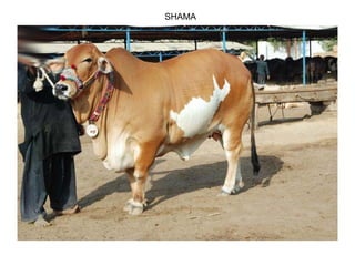 SHAMA