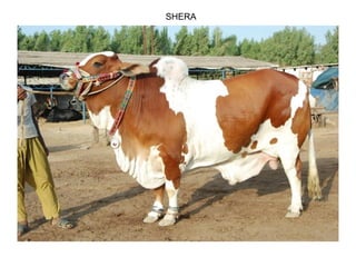 SHERA
