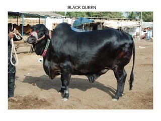 BLACK QUEEN