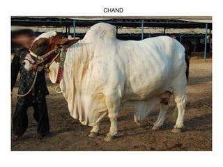 CHAND