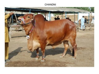 CHANDNI