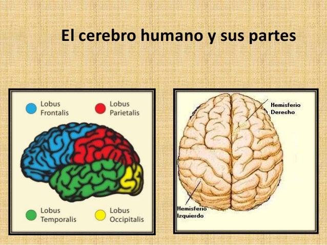 imagenes del cerebro humano y sus partes en ingles imagenes del cerebro humano y sus partes en ingles