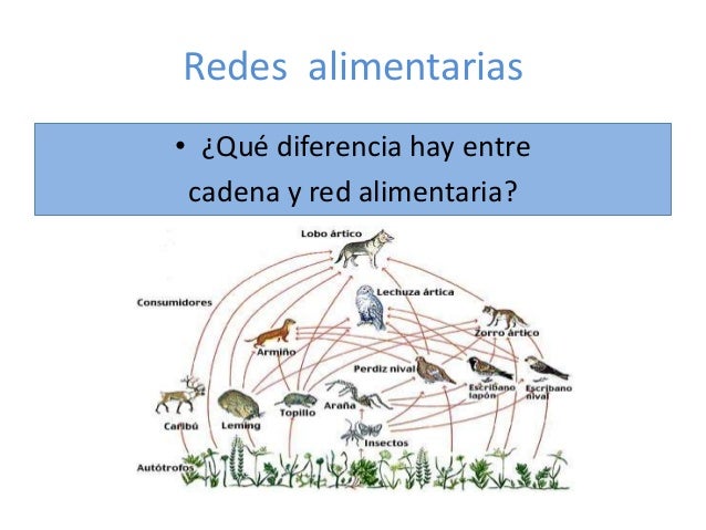 diferencia entre cadenas y redes alimentarias qu 233 son las cadenas alimentarias diferencia entre cadenas y redes alimentarias qu 233 son las cadenas alimentarias