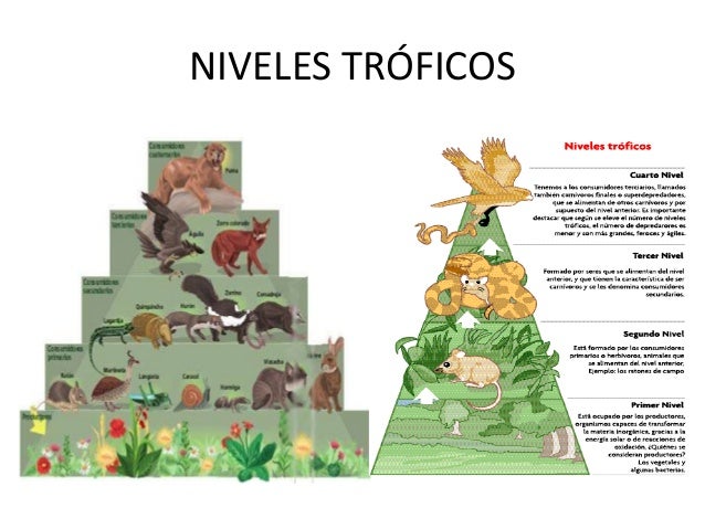 cadena alimenticia niveles troficos de la piramide ecologica qu 233 son las cadenas alimentarias cadena alimenticia niveles troficos de la piramide ecologica qu 233 son las cadenas alimentarias