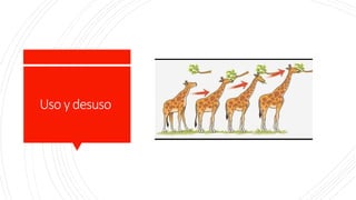 Uso ydesuso
 