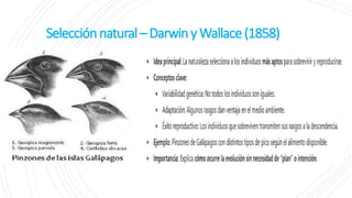 Selecciónnatural– DarwinyWallace(1858)
 
