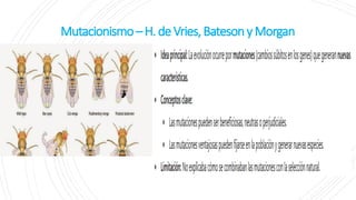 Mutacionismo–H.deVries,BatesonyMorgan
 