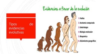 Tipos de
evidencias
evolutivas
 