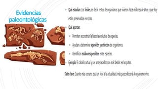 Evidencias
paleontológicas
 