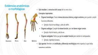 Evidenciasanatómicas
omorfológicas
 