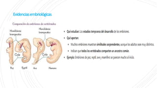 Evidenciasembriológicas
 