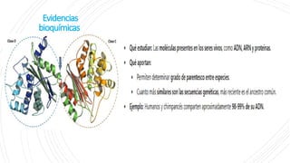 Evidencias
bioquímicas
 