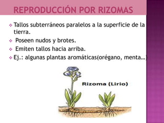  Tallos subterráneos paralelos a la superficie de la
  tierra.
 Poseen nudos y brotes.
 Emiten tallos hacia arriba.
 Ej.: algunas plantas aromáticas(orégano, menta…)
 