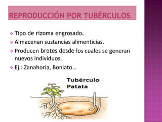  Tipo   de rizoma engrosado.
 Almacenan   sustancias alimenticias.
 Producen brotes desde los cuales se generan
  nuevos individuos.
 Ej.: Zanahoria, Boniato…
 