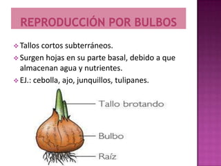  Tallos cortos subterráneos.
 Surgen hojas en su parte basal, debido a que
  almacenan agua y nutrientes.
 EJ.: cebolla, ajo, junquillos, tulipanes.
 