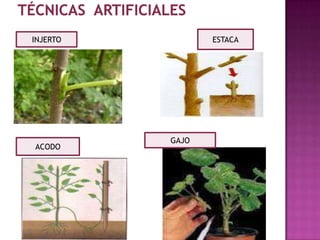 INJERTO          ESTACA




          GAJO
ACODO
 