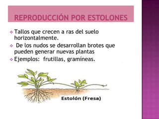  Tallosque crecen a ras del suelo
  horizontalmente.
 De los nudos se desarrollan brotes que
  pueden generar nuevas plantas
 Ejemplos: frutillas, gramíneas.
 