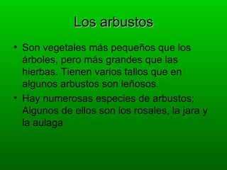 Los arbustos
• Son vegetales más pequeños que los
  árboles, pero más grandes que las
  hierbas. Tienen varios tallos que en
  algunos arbustos son leñosos.
• Hay numerosas especies de arbustos;
  Algunos de ellos son los rosales, la jara y
  la aulaga
 