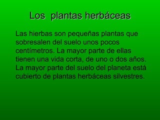 Los plantas herbáceas
Las hierbas son pequeñas plantas que
sobresalen del suelo unos pocos
centímetros. La mayor parte de ellas
tienen una vida corta, de uno o dos años.
La mayor parte del suelo del planeta está
cubierto de plantas herbáceas silvestres.
 