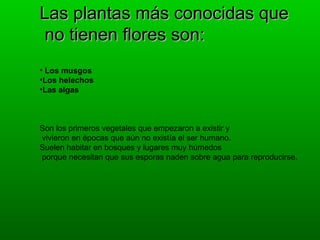 Las plantas más conocidas que
 no tienen flores son:
• Los musgos
•Los helechos
•Las algas



Son los primeros vegetales que empezaron a existir y
vivieron en épocas que aún no existía el ser humano.
Suelen habitar en bosques y lugares muy húmedos
porque necesitan que sus esporas naden sobre agua para reproducirse.
 
