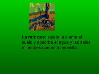 La raíz que: sujeta la planta al
suelo y absorbe el agua y las sales
minerales que ésta necesita.
 