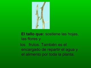 El tallo que: sostiene las hojas,
 las flores y
los frutos. También es el
 encargado de repartir el agua y
 el alimento por toda la planta.
 