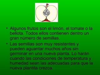 • Algunos frutos son el limón, el tomate o la
  bellota. Todos ellos contienen dentro un
  gran número de semillas.
• Las semillas son muy resistentes y
  pueden aguantar muchos años sin
  germinar en una nueva planta. Lo harán
  cuando las condiciones de temperatura y
  humedad sean las adecuadas para que la
  nueva plantita crezca.
 