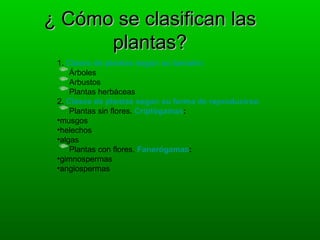 ¿ Cómo se clasifican las
      plantas?
 1. Clases de plantas según su tamaño:
     Árboles
     Arbustos
     Plantas herbáceas
 2. Clases de plantas según su forma de reproducirse:
     Plantas sin flores. Criptógamas:
 •musgos
 •helechos
 •algas
     Plantas con flores. Fanerógamas:
 •gimnospermas
 •angiospermas
 